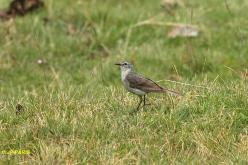 Pipit spioncelle
